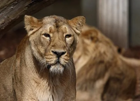 Standing Stock Photos