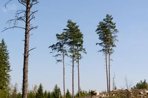 Standing pine trees in a clear cut forest area Stock Photos