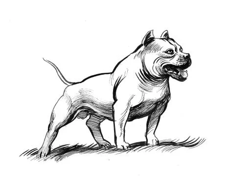 Standing pit bull Illustrazione stock