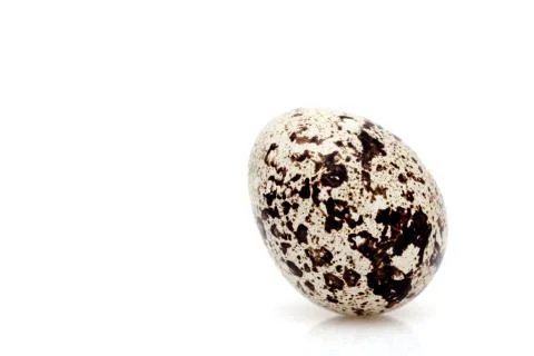 Standing quail egg on a white background Stock Photos