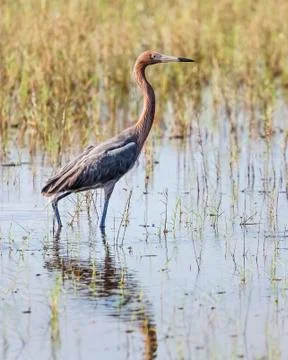 Standing Reddish Egret Stock Photos