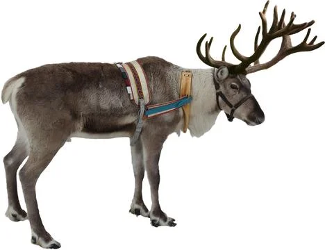 Standing reindeer with harness Stock Photos