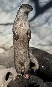 Standing River Otter Foto stock