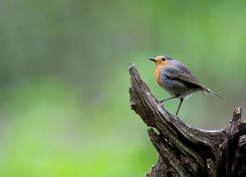 Standing Robin Stock Photos