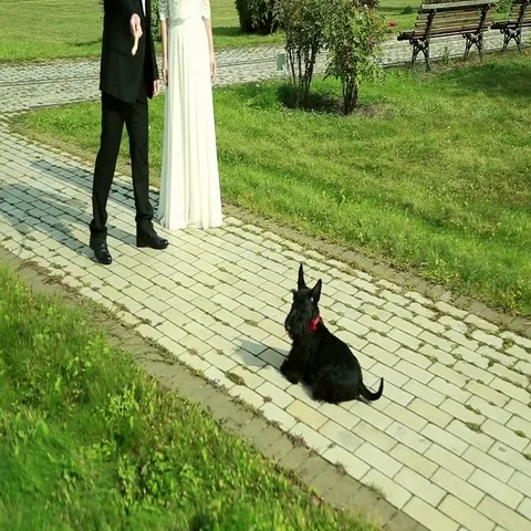 Standing scottish terrier Stock Footage 69431394