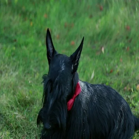 Standing scottish terrier Stock Footage 69431517