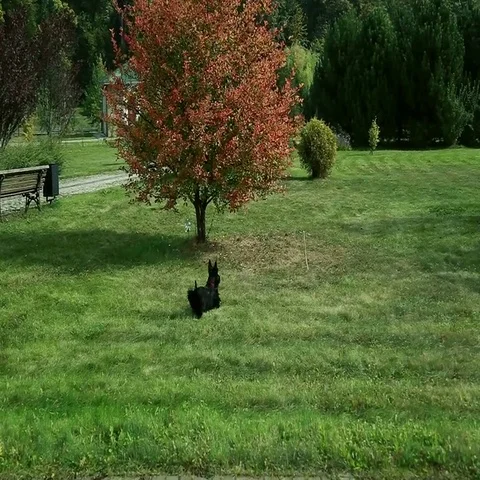 Standing scottish terrier Stock Footage 69432342