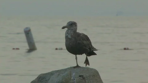 Standing seagull hdp Video stock 493522