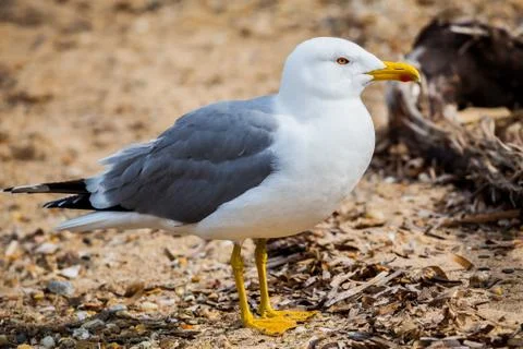 Standing seagull Stock Photos