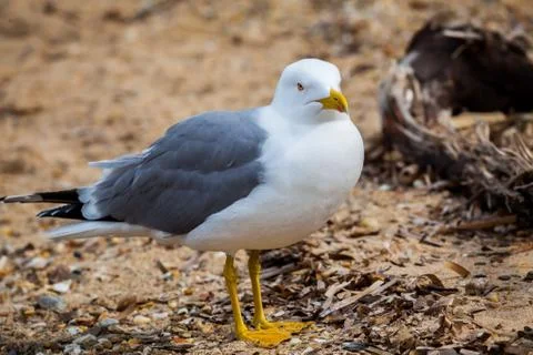 Standing seagull Stock Photos