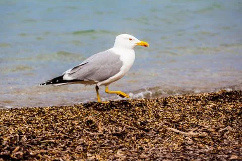 Standing seagull Stock Photos