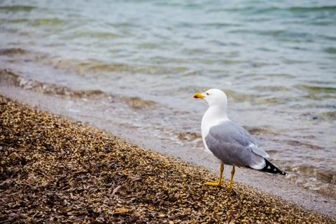 Standing seagull Stock Photos