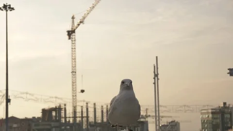 Standing Seagull At Sunset Stockbeeldmateriaal 84084586