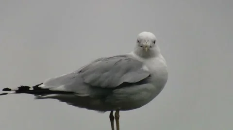Standing Seagull in Windy Condititions 스톡 동영상 47032756