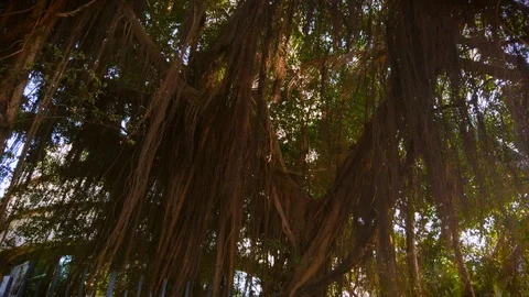 Standing in the shade of an old tree on a sunny afternoon Stock Footage 104671634