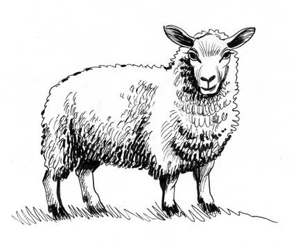 Standing sheep Stock Illustration