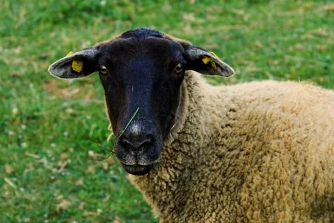 Standing sheep Stock Photos