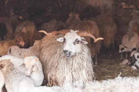 Standing sheep in a straw-filled barn, surrounded by a flock. Its curious exp Foto stock