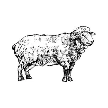 Standing sheep. Vector vintage hatching black illustration. Isolated on white Stock Illustration