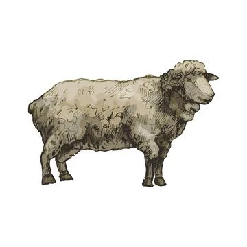 Standing sheep. Vector vintage hatching color illustration. Isolated on white Stock Illustration