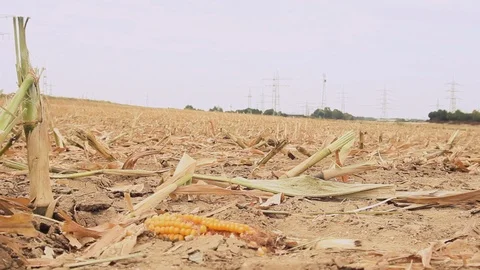 Standing shot of a dead Corncob in a dry field Stock Footage