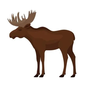 Standing single brown moose with big horns Stock Illustration