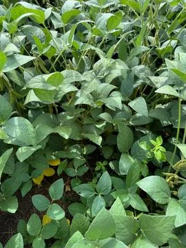 Standing Soybean Plants Stock Photos