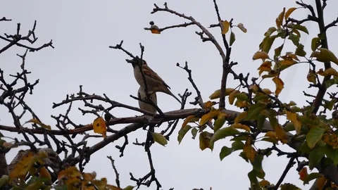 Standing sparrow birds in the tree branches Vídeo Stock 101095147