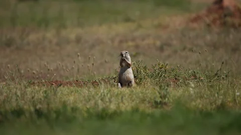 A Standing Squirrel Eating In Slow Motion, Telephoto Wide Shot 스톡 동영상 307709149