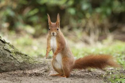 Standing squirrel feels caught in the act and looks frightened into the camera Stock Photos