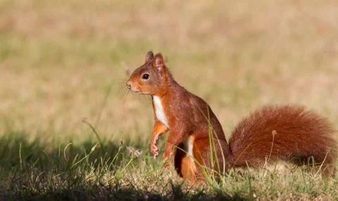 Standing squirrel on the grass Stock Photos
