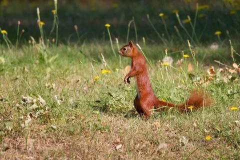 Standing squirrel on the grass Stock Photos