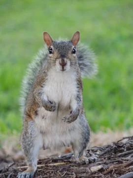 Standing Squirrel Stock Photos