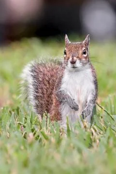 Standing Squirrel Stock Photos