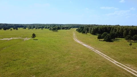 Standing on the steppe and a lonely tree standing on a green field near countrys Stock Footage 107067147