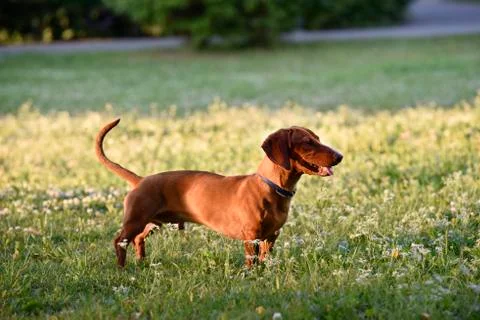 Standing still ginger dog Stock Photos