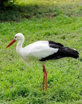 Standing stork Stock Photos