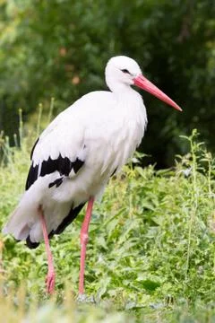 Standing stork Stock Photos