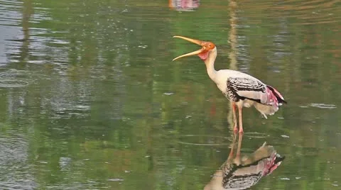 Standing Stork2 Stock Footage 11182783