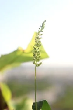 Standing Straw Foto stock