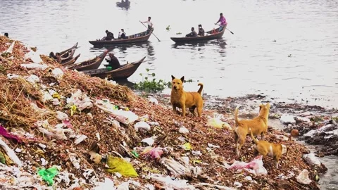 Standing Stray Dogs on Trash Covered Riverbank Beside Boats Stock Footage 346677679