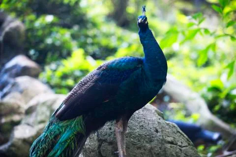 Standing tall peacock Stock Photos