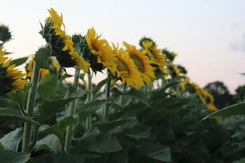 Standing Tall 스톡 사진