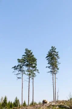 Standing tall pine trees in a clear cut forest area Stock Photos