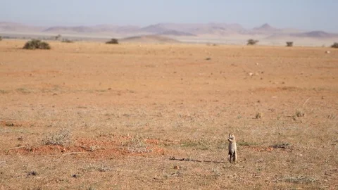 Standing then Scratching Ground Squirrel 動画素材 125994235