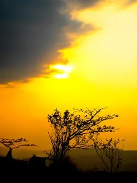 Standing tree with twilight Stock Photos