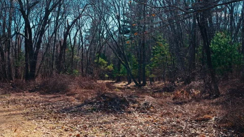 Standing Trees Stock-Footage 331658735
