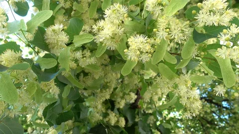 Standing under flowering lime Stock Footage 93561768