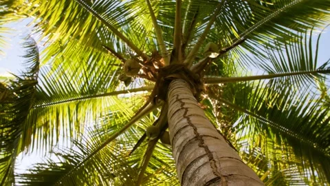 Standing underneath palm tree with coconuts Stock Footage 178072705