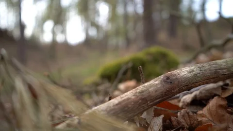 Standing video in focus on old branch (reduced 6K image) Stock Footage 128542324